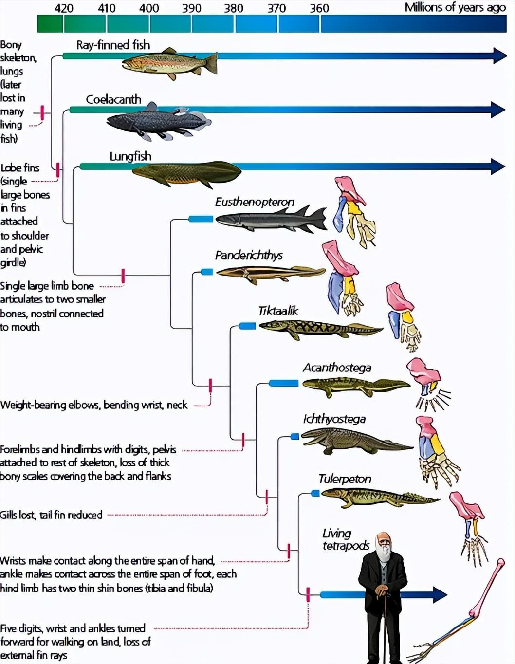 哪些证据能证明人类是从鱼进化来的？_人类的祖先是条鱼？科学家回应_中国科学家证实人类是从鱼进化来的_脊椎动物
