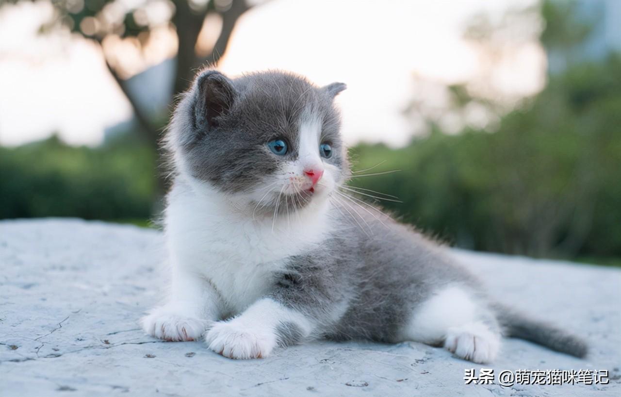 肖战的猫叫什么名字（明星肖战宠物猫坚果介绍） 1